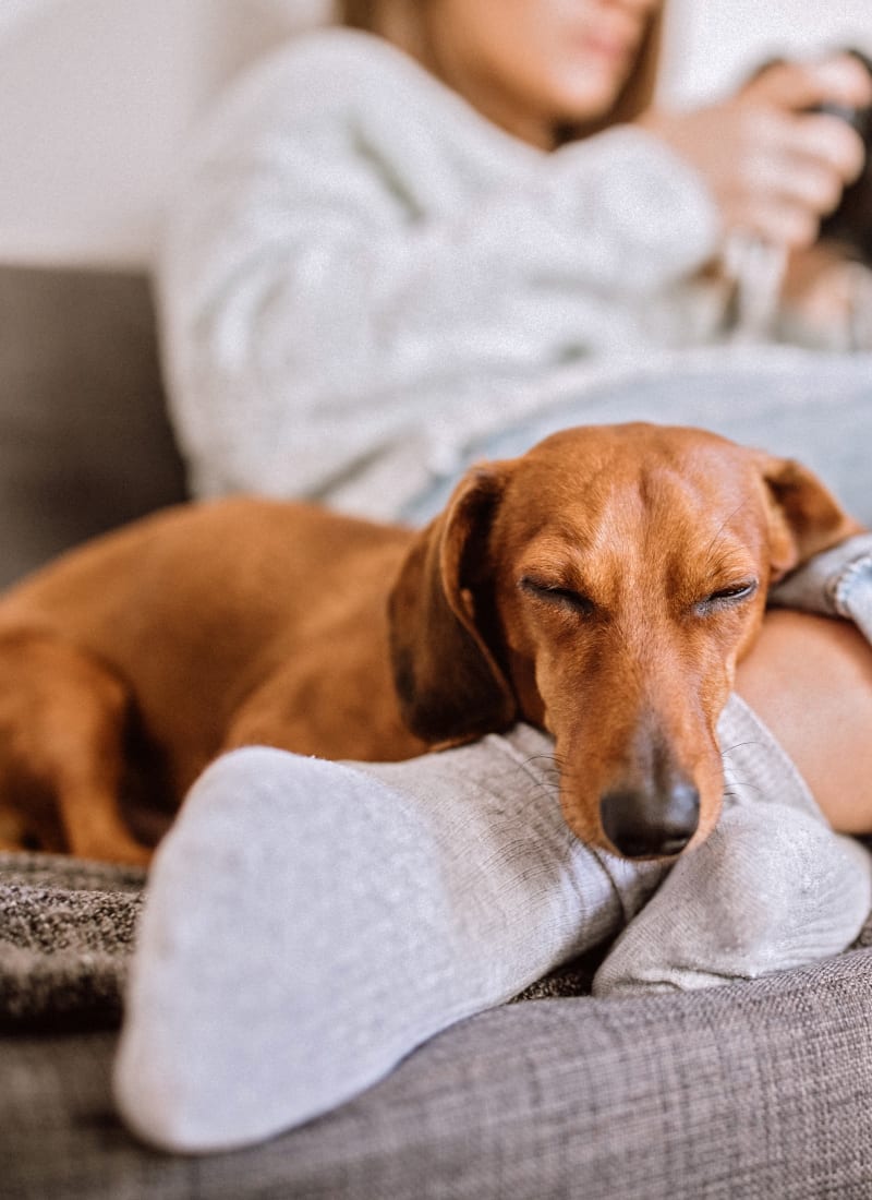 View our pet policy at Whisper Creek Apartment Homes in Lakewood, Colorado