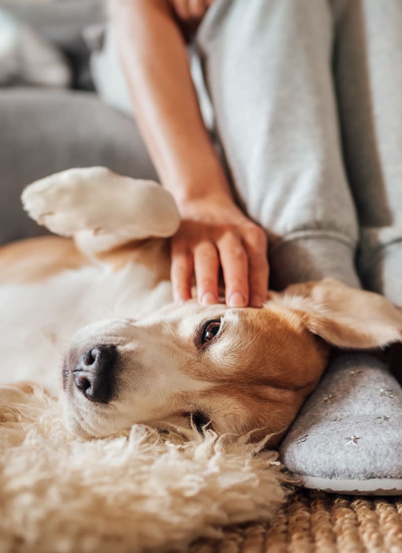 Pet fees at Marquis at Canyon Ridge in Austin, Texas