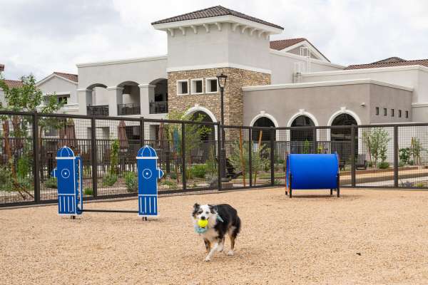 Dog Park