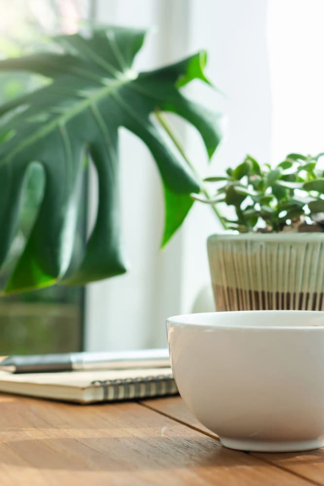 Houseplant and coffee cup at Sunny Garden Apartments in La Puente, California