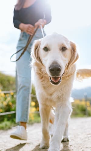 Happy lab on a walk with their parent near The Majestic at Hewitt in Hewitt, Texas