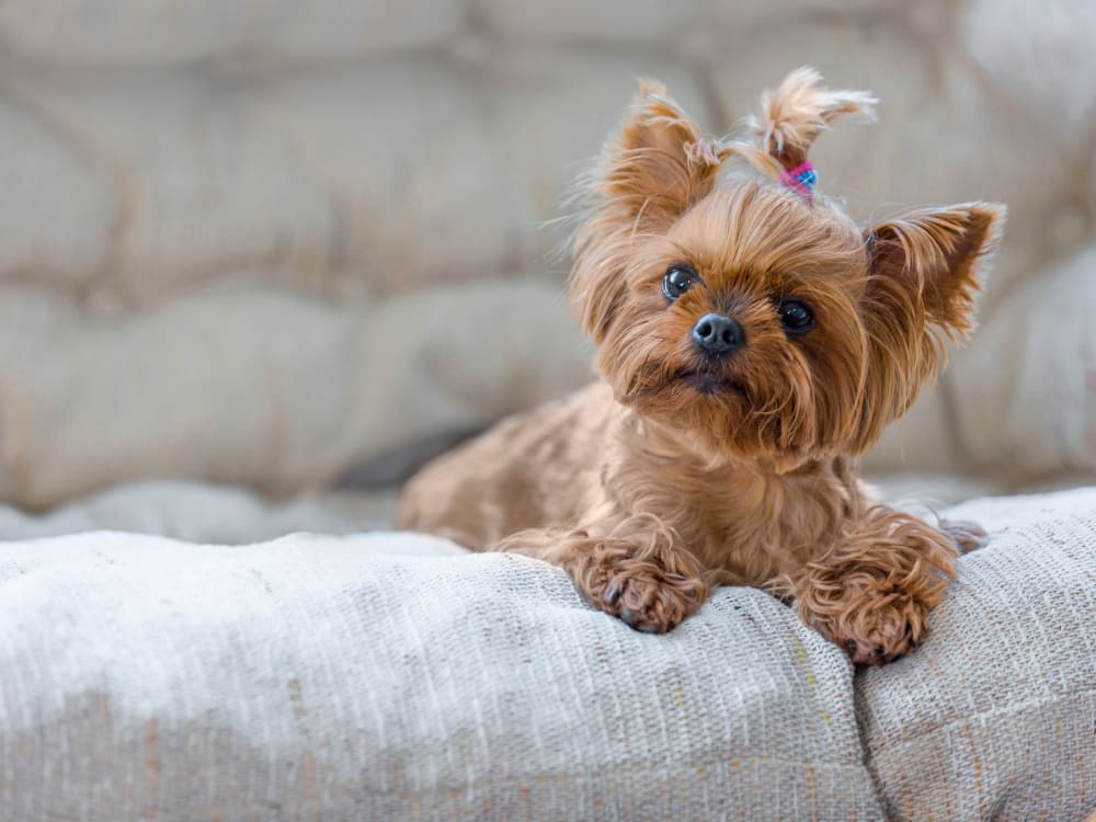 Cute little pup relaxing on the couch in her new home at Skyline Terrace Apartments in Burlingame, California