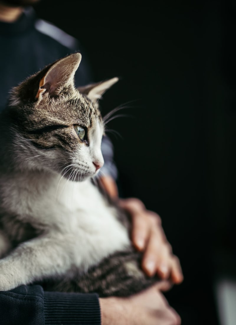 Two pets maximum per apartment at Marquis at Sugar Land in Sugar Land, Texas