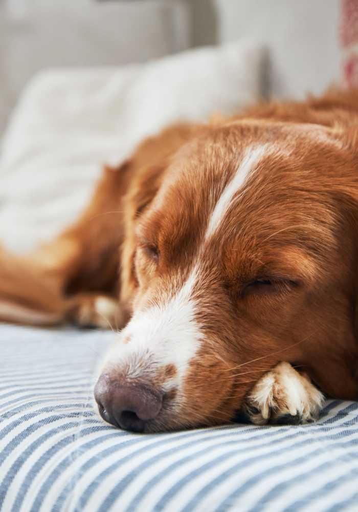 Sleeping dog in a pet-friendly apartment at Venable Durham Apartments in Durham, North Carolina