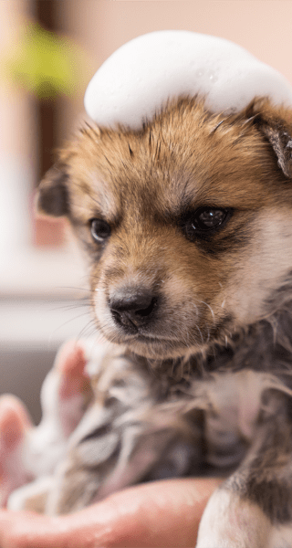 Puppy getting a bath at The Compass at Springdale Park in Richmond, Virginia