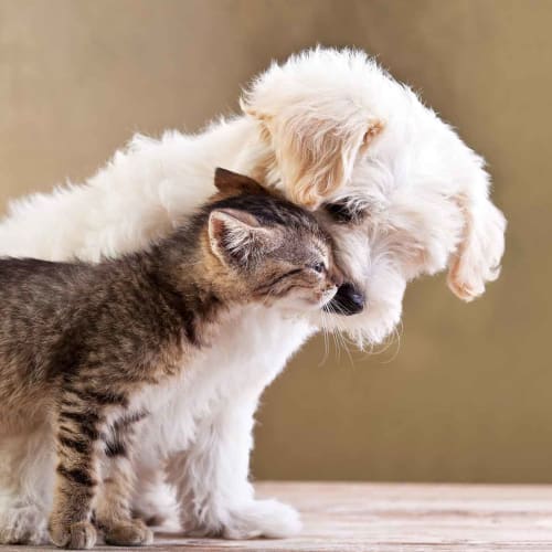 Kitten and Dog nuzzle each-other  in a pet-friendly home at Clifton Park Apartment Homes in New Albany, Ohio