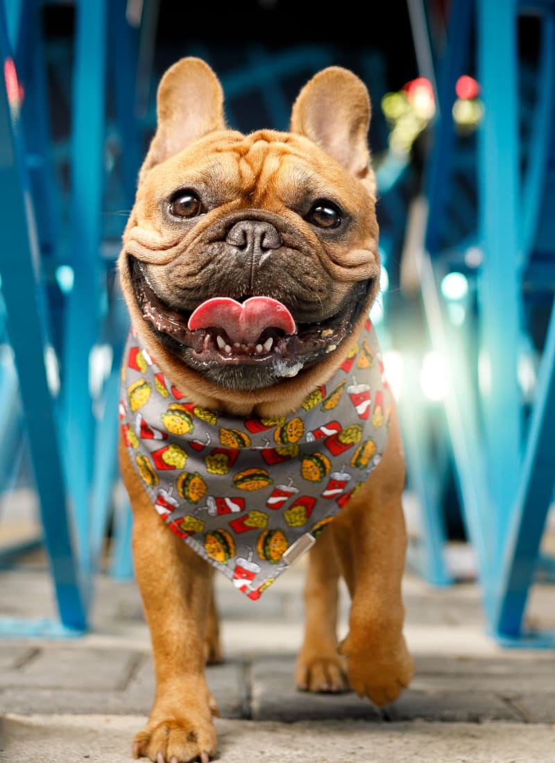 Breed restrictions at Marquis on Gaston in Dallas, Texas