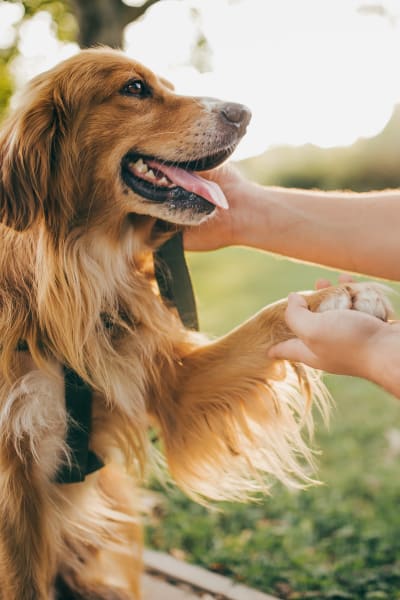 Cute Golden Retriever shaking paws with her pet parent at Anatole on MacArthur in Oklahoma City, Oklahoma