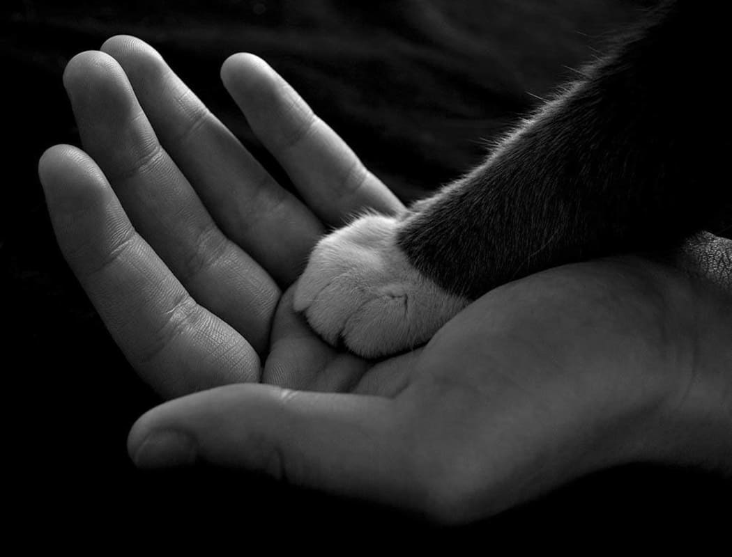 Cat paw in human hand at Arizona Avenue Animal Clinic in Chandler, AZ