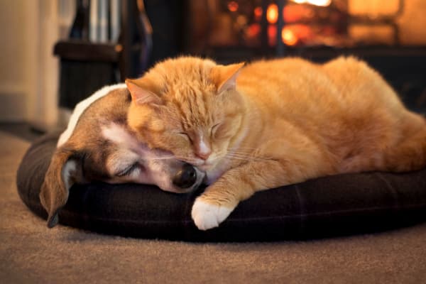 Dog and cat sleeping at Springs at Port Orange in Port Orange, Florida