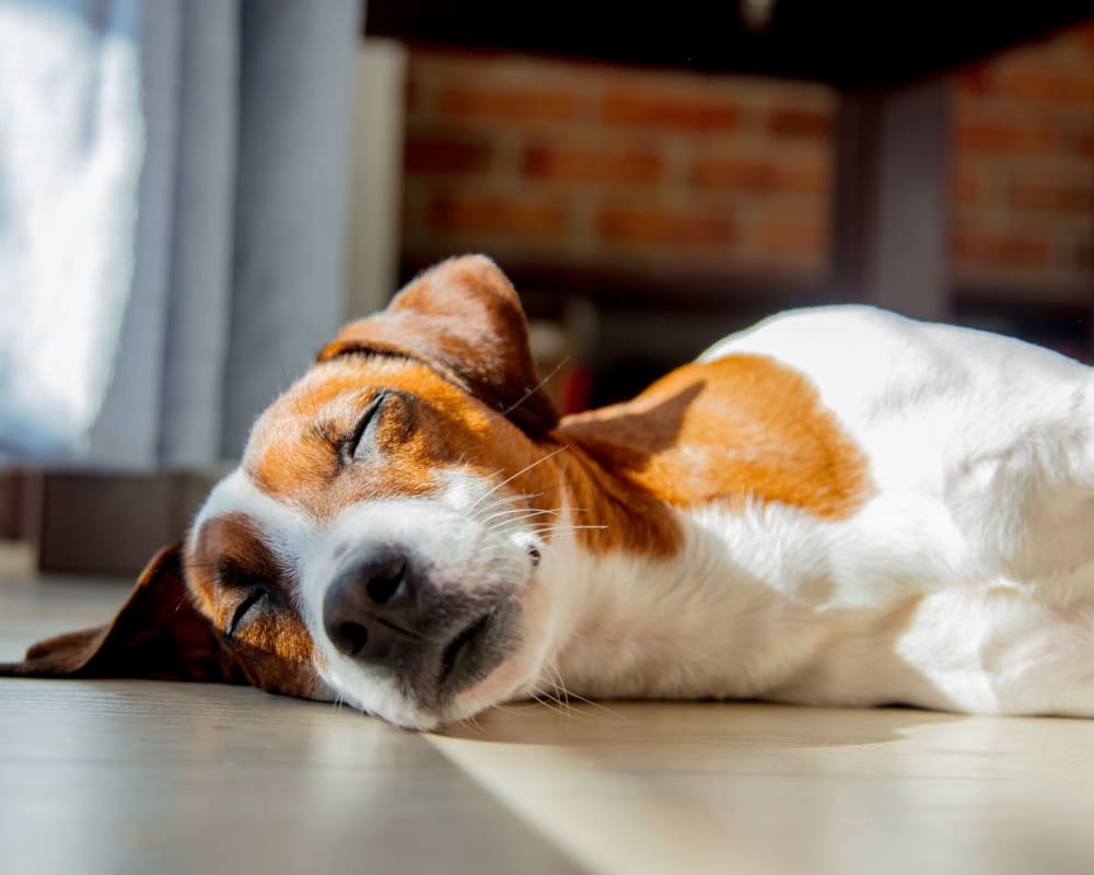 Sleepy dog laying on the floor at Oley Meadows in Oley, Pennsylvania