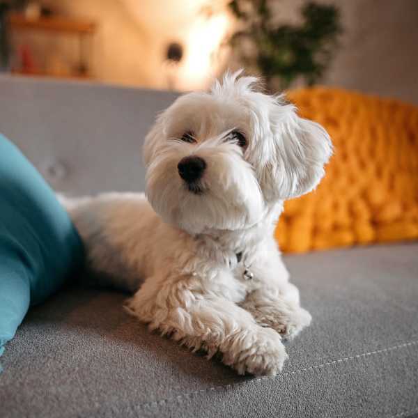 Happy dog relaxing on the couch in a pet-friendly home at Ventana Hills in Coraopolis, Pennsylvania