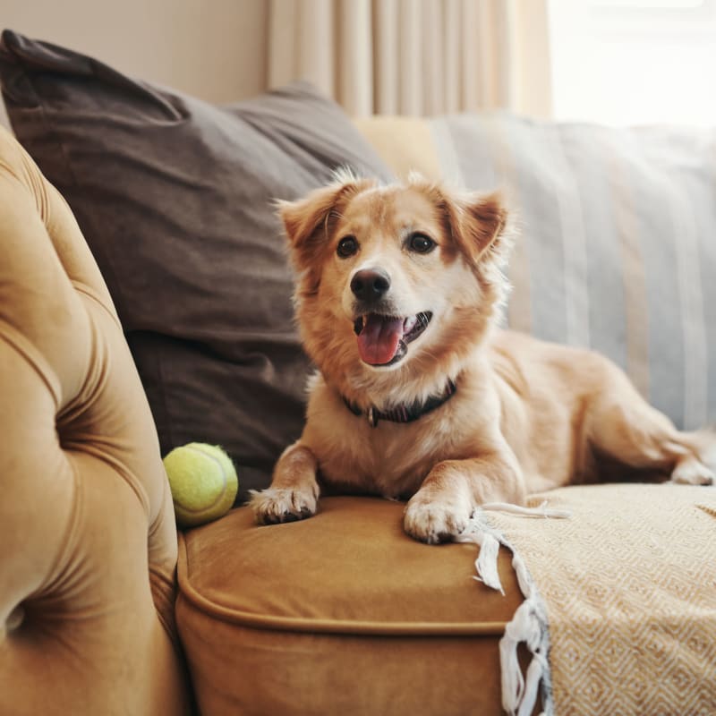 A happy dog sits with his ball at Attain at Towne Place, Chesapeake, Virginia