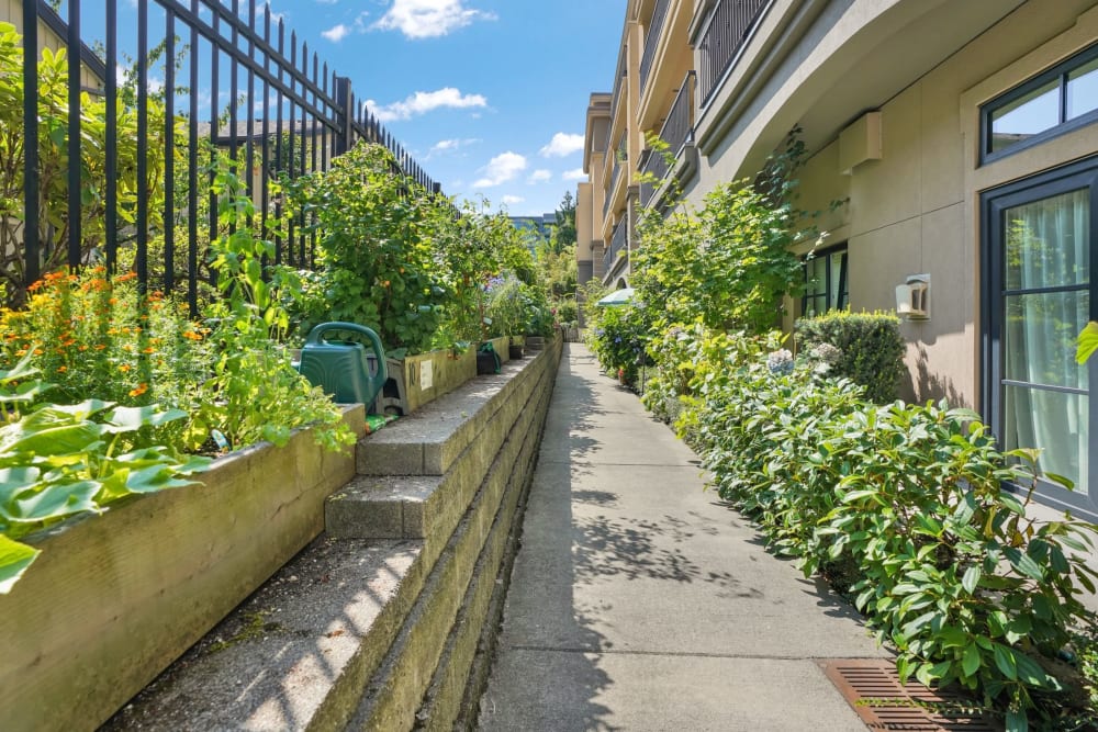 Outside garden area on a sunny day at The Bellettini in Bellevue, Washington