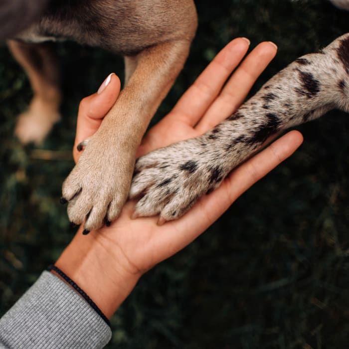 Resident dogs giving their owner a high-five at Chason Ridge Apartment Homes in Fayetteville, North Carolina