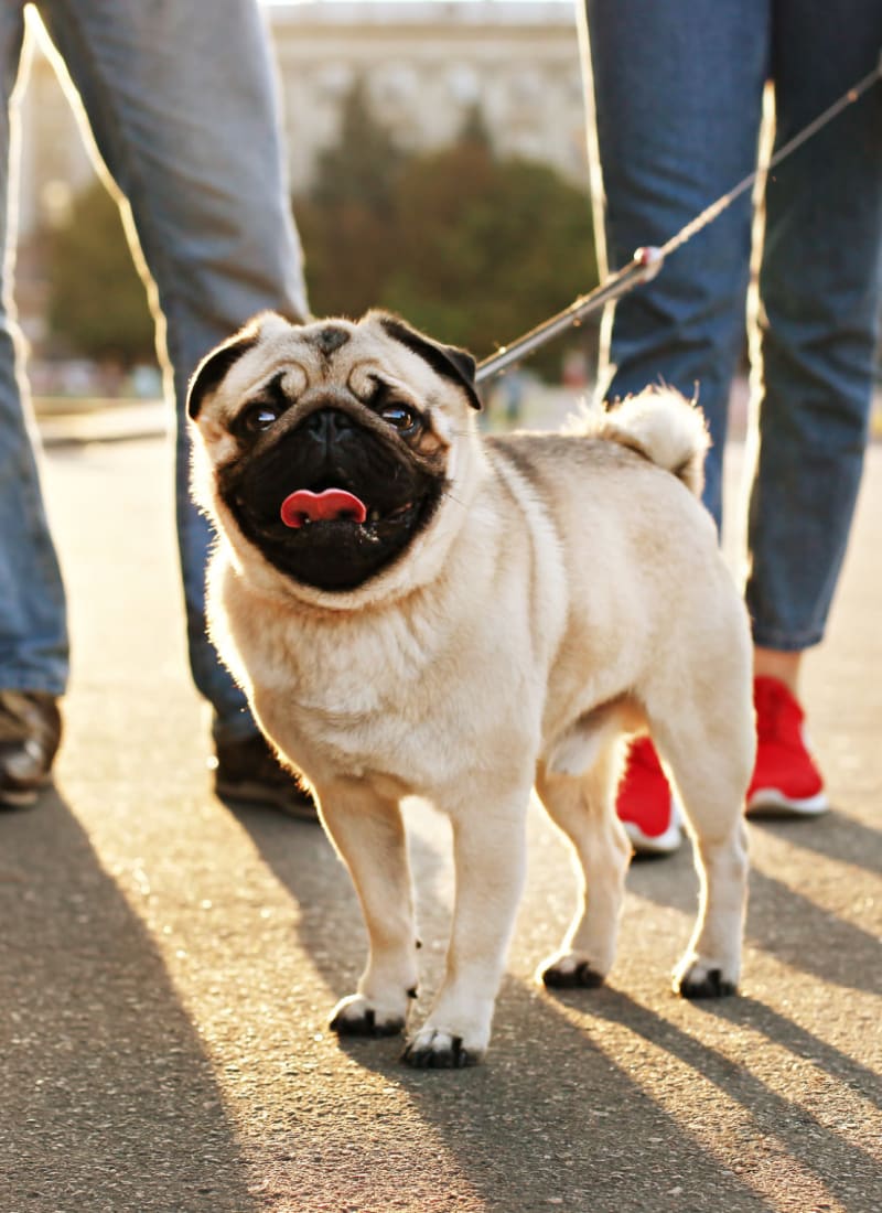 No pet weight limits at Marquis at Caprock Canyon in Austin, Texas