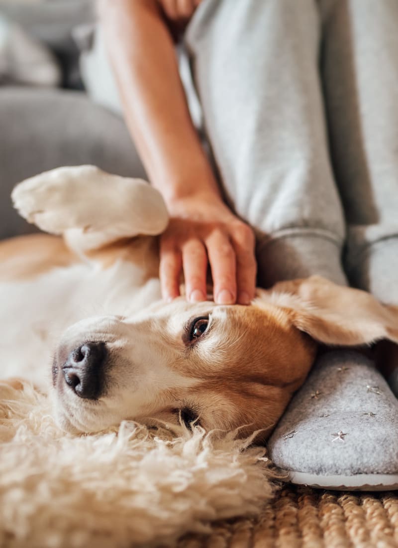 Breed restrictions at Alante at the Islands in Chandler, Arizona