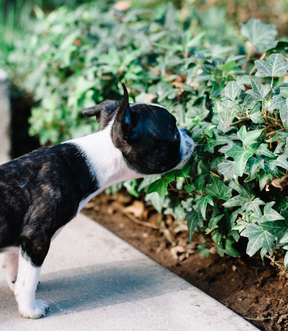 Resident dog stopping to smell some plants at Vue Fremont in Fremont, California