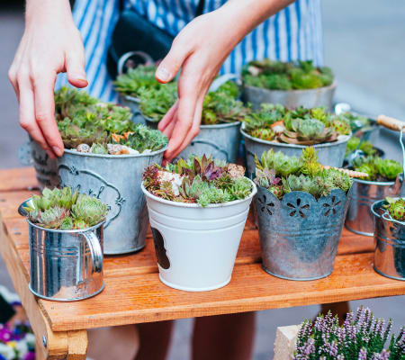 Resident potting some succulents at Bayfair Apartment Homes in San Lorenzo, California