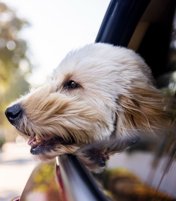 Dog sticking his head out of the car at Adirondack in Independence, Missouri