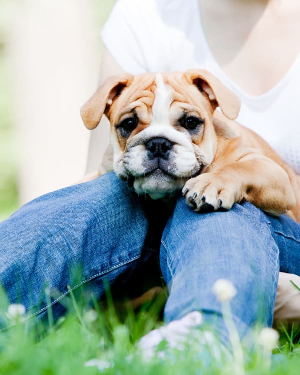 Pet friendly apartments in Midland
