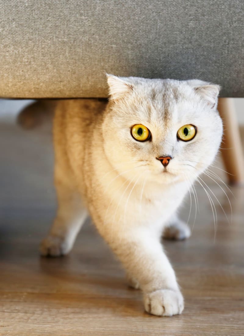 No pet weight limits at Alante at the Islands in Chandler, Arizona