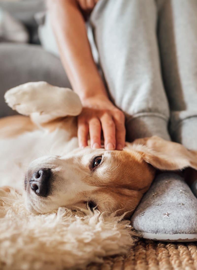 Two pets maximum per apartment at Marquis at Kingwood in Kingwood, Texas