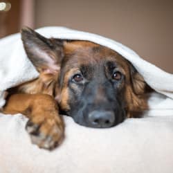 Dog under the blankets at Avilla Prairie Center in Brighton, Colorado