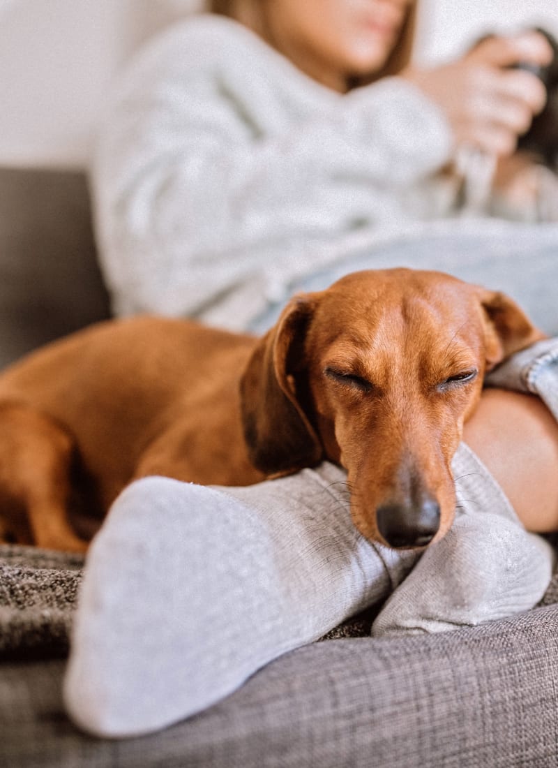 View our pet policy at Marquis at The Woodlands in Spring, Texas