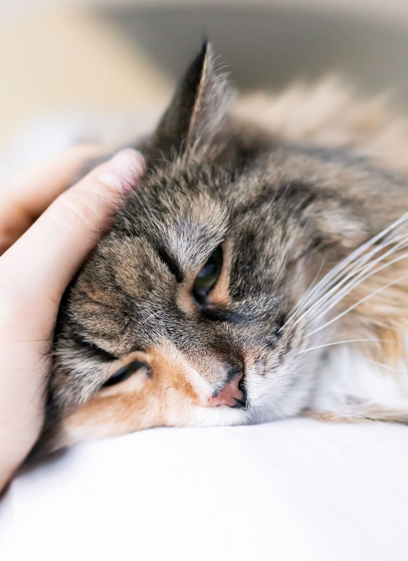 View our pet policy at Marquis at Silverton in Cary, North Carolina