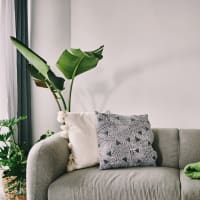 A couch with plants next to it in an apartment living room at Retreat at the Park in Burlington, North Carolina