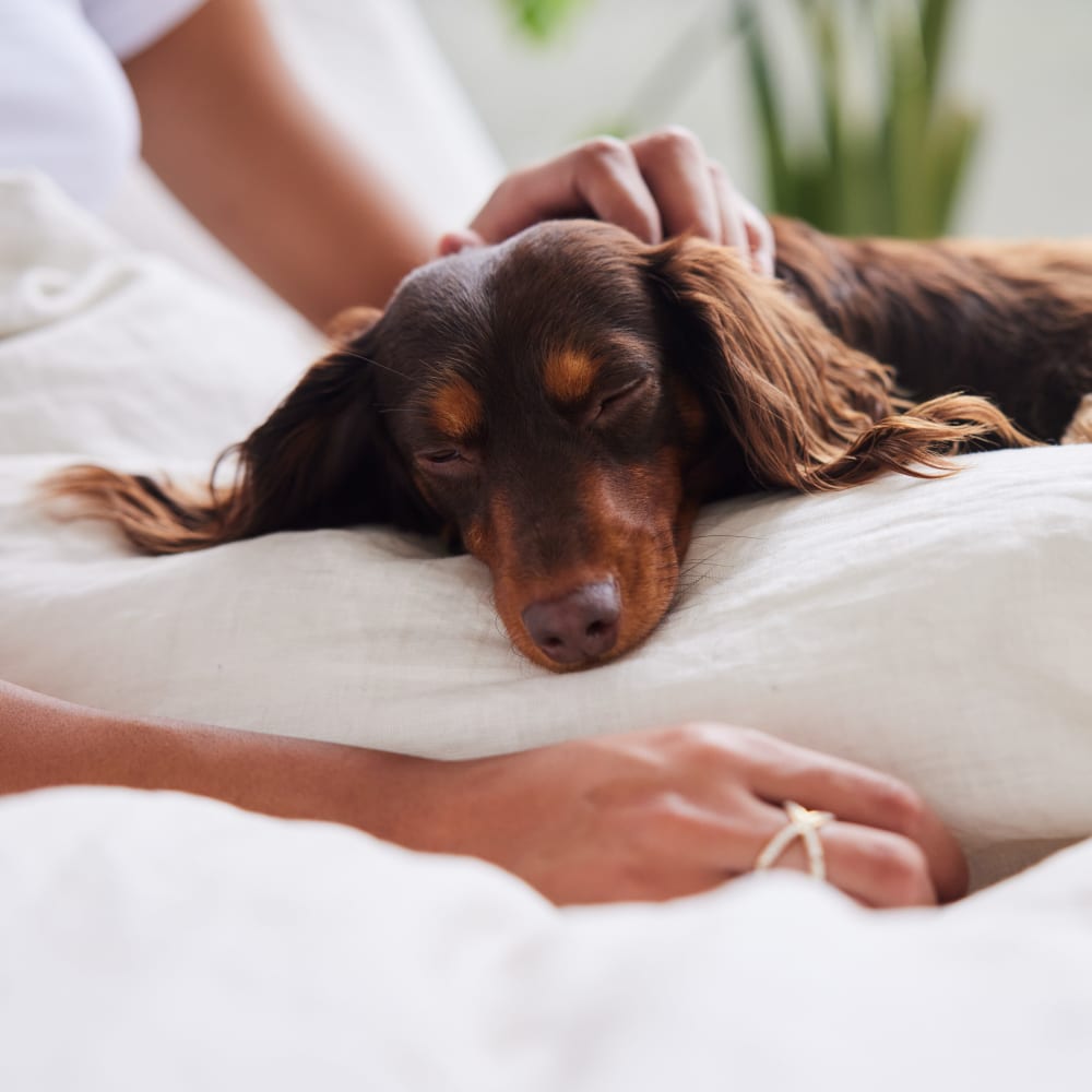 Dachshund taking a nap in her owner's lap in their pet-friendly home at Forge Gate Apartment Homes in Lansdale, Pennsylvania