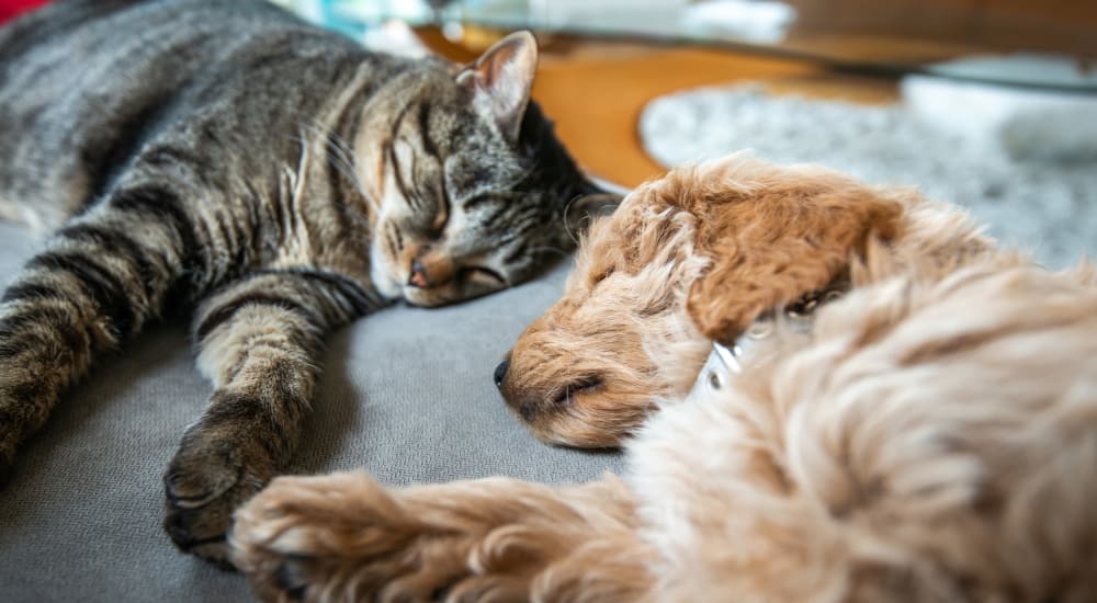 Dog and cat on bed at The Overlook at Pensacola Bay in Pensacola, Florida