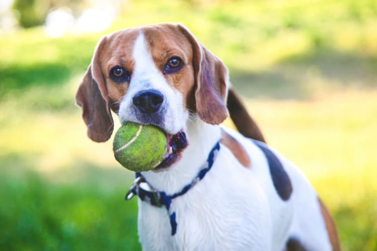 Dog playing with a ball at Crystal Bay in Webster, Texas.