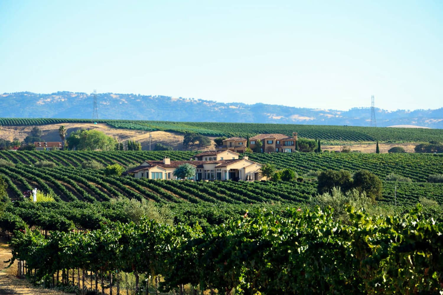 Vineyard near La Vina Apartments in Livermore, California