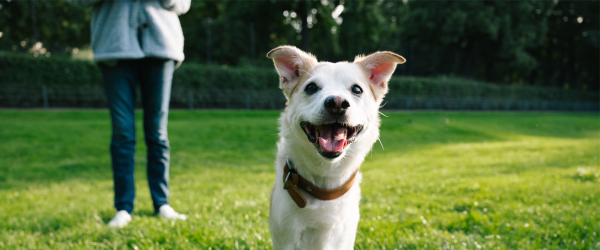 Dog outside playing at The Compass at Springdale Park in Richmond, Virginia