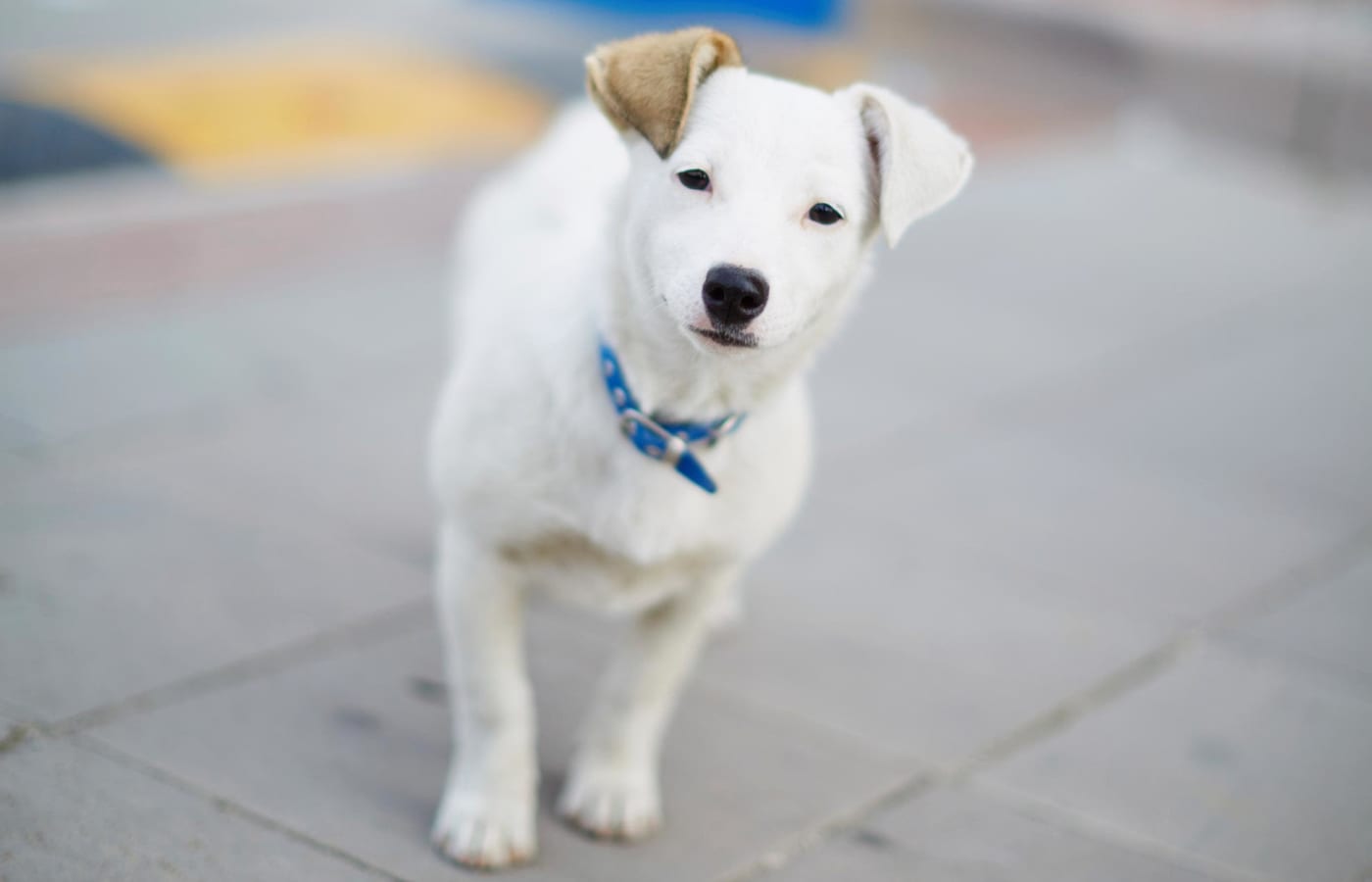 Dog near 616 at The Village in Raleigh, North Carolina