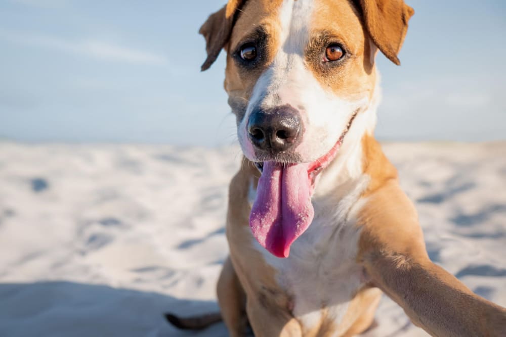 Resident dog at Royal Village Apartments in San Diego, California