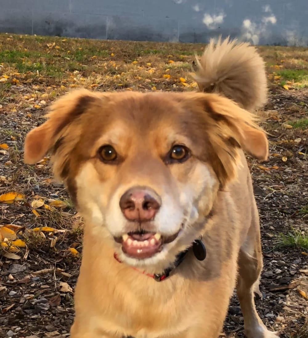 Happy dog outside at Ramblewood Village Apartments in Mount Laurel, New Jersey