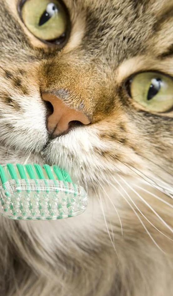 Closeup of a cat about to get his teeth brushed at Parkview Animal Hospital in Warren, MI
