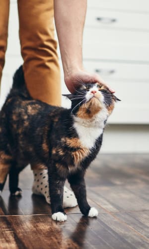 Resident giving her cat a scratch in the kitchen of their home at Vista Verde in Mesquite, Texas