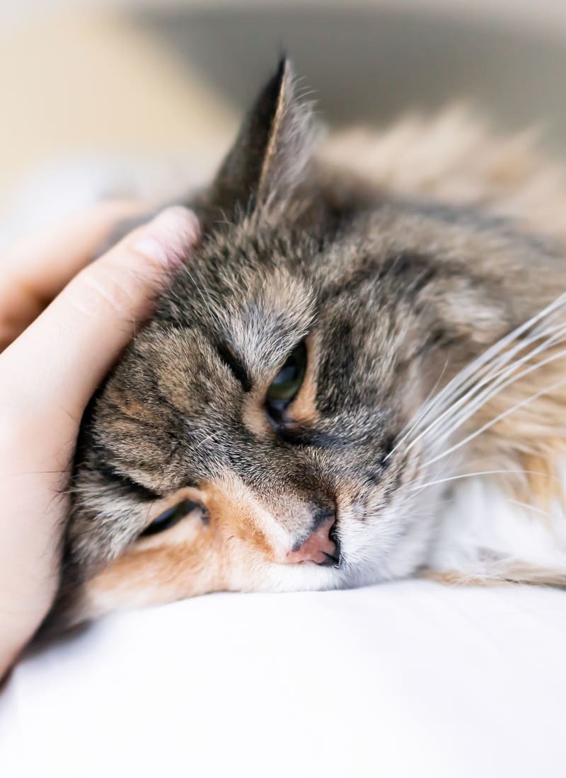 Two pets maximum per apartment at Marquis Parkside in Austin, Texas