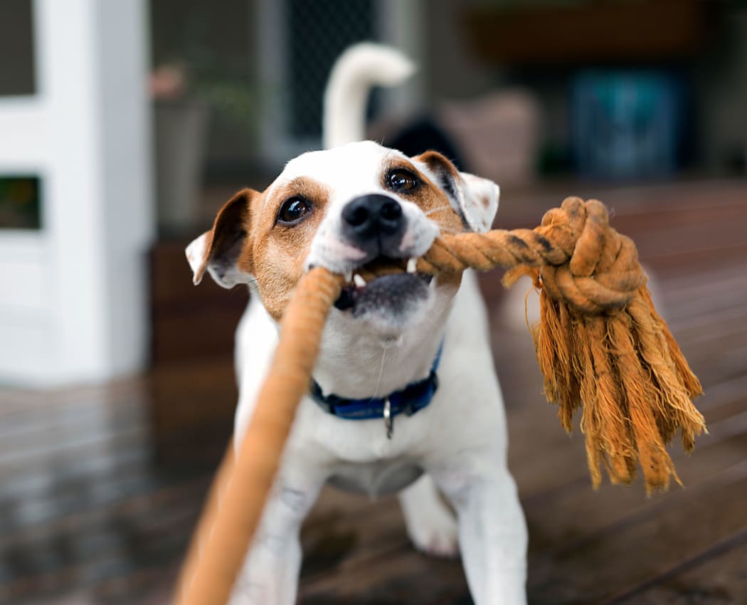 Dog playing with a rope at The Glens Apartments in San Jose, California