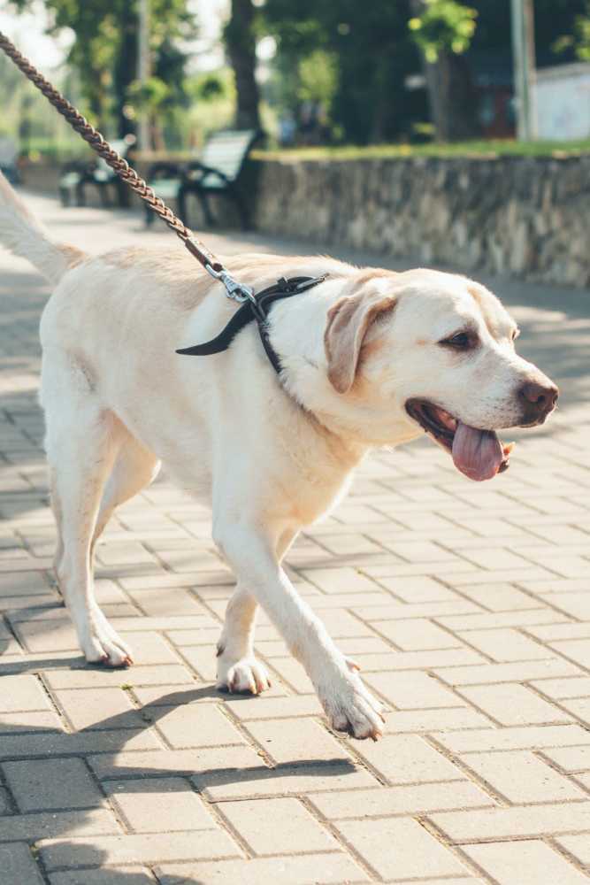 Dog playing at a park near Valley Pride Village in Sylmar, California