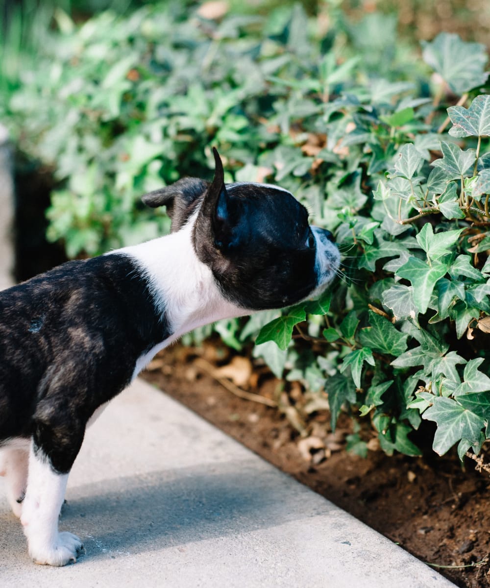 Resident dog stopping to smell some plants at Sofi Westview in San Diego, California