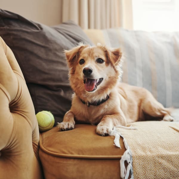 Pet-Friendly community at The Collection at American Tobacco Center, Richmond, Virginia