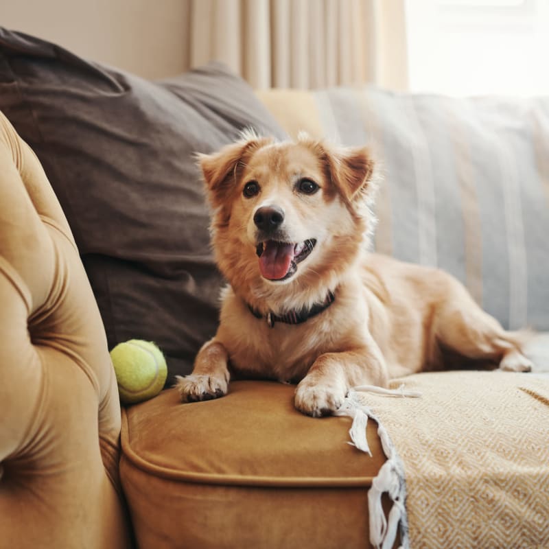 A happy dog on a couch at Attain at Towne Centre, Fredericksburg, Virginia