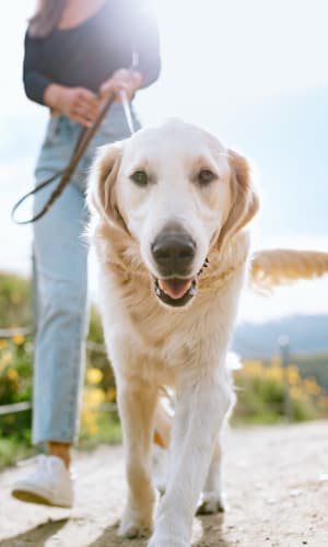 Resident dog taking a walk with his parent at Highlands of Duncanville in Duncanville, Texas