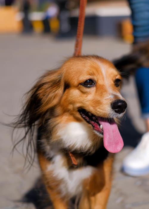 Resident pup outside on a beautiful day at La Valencia Apartment Homes in Campbell, California