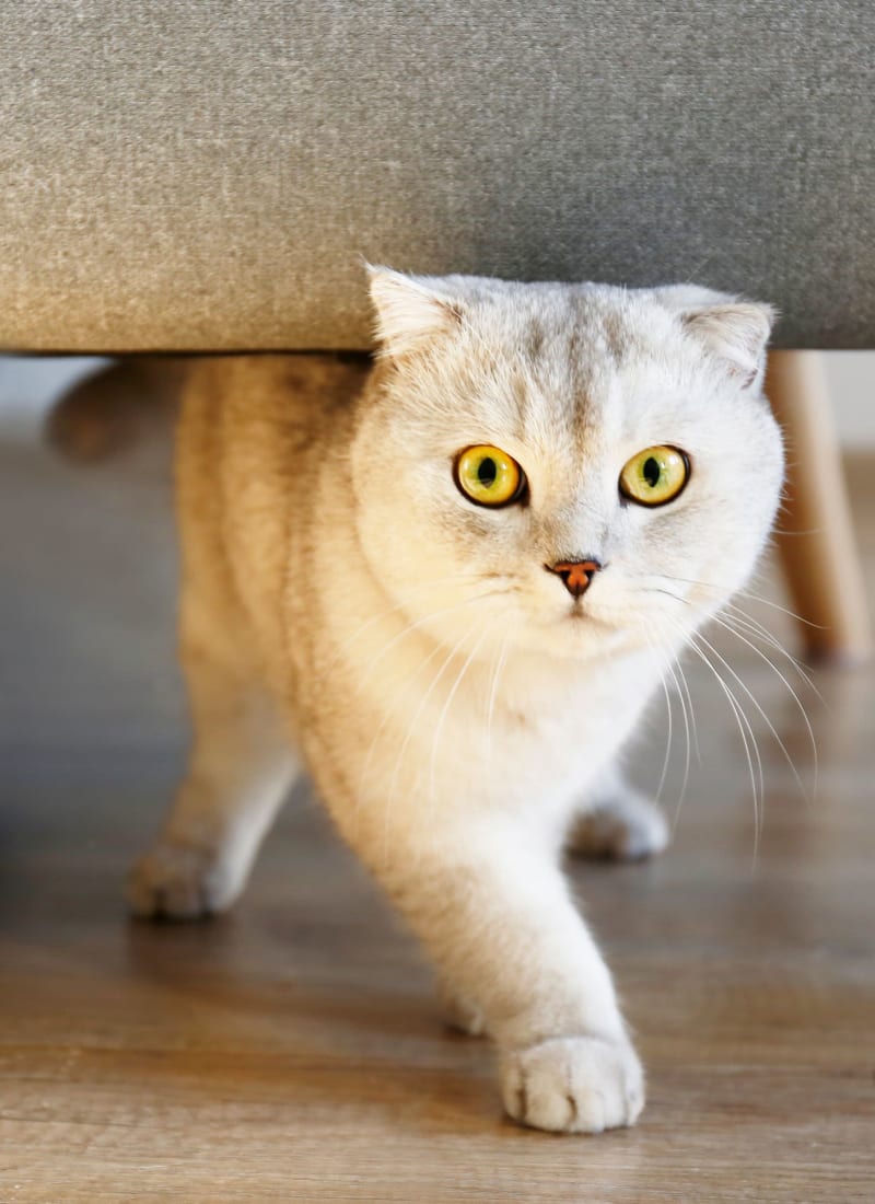 Two pets maximum per apartment at Marquis Cresta Bella in San Antonio, Texas
